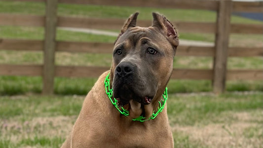 Primal K9 Custom Powder Coated Prong Collar: A Stylish and Durable Training Aid