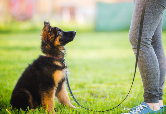 The Benefits of Balanced Dog Training: A Comprehensive Approach to Teaching Your Dog