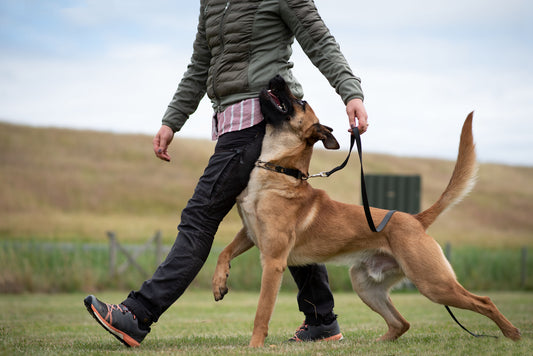 Improve Your Dog's Behavior with the DIYK9 "Unleashed!" Training Course