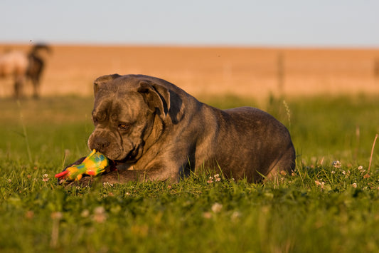 Tackling Resource Guarding in Dogs: Cesar Milan's Techniques for Success