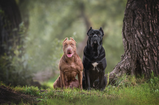 Things You Should Know Before Adopting a Cane Corso: Our Personal Experience