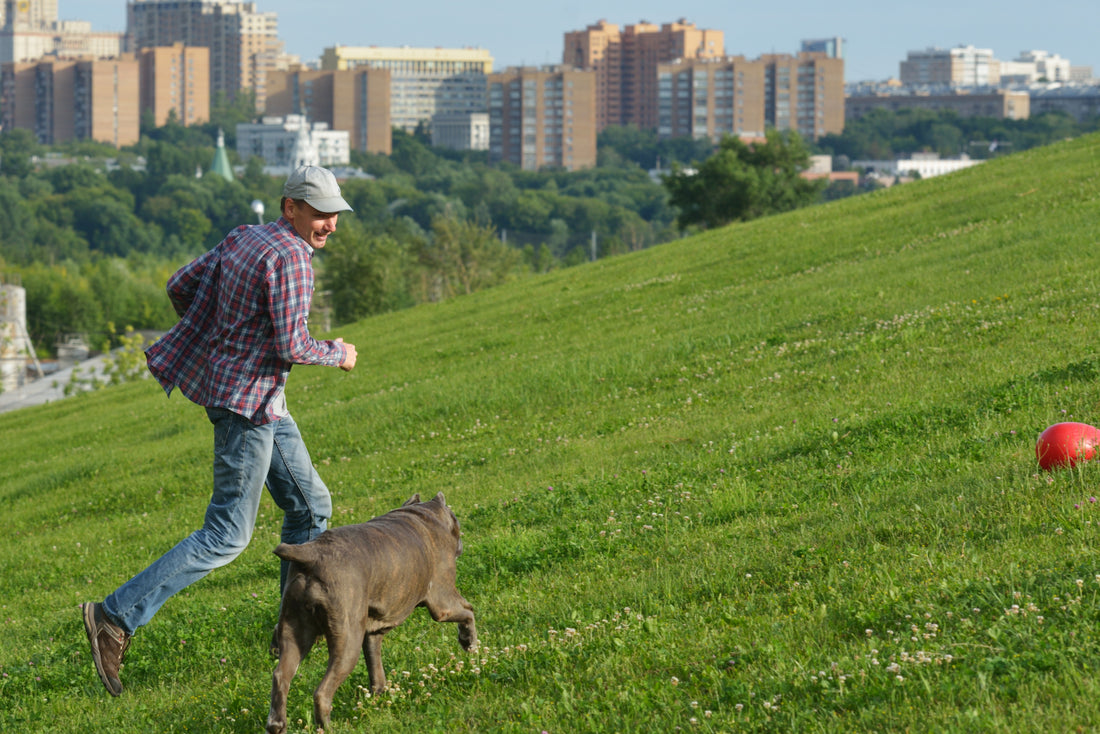 Exercise and Mental Stimulation for Large Breed Dogs