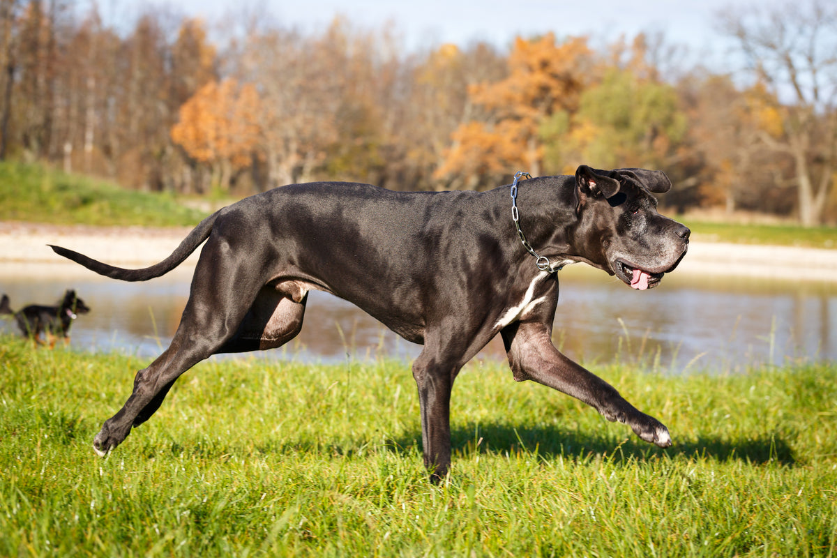 A closer look at Anxiety Related Hyperphagia In Large Breed Dogs